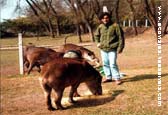 Reserva Experimental de Horco Molle, Facultad de Ciencias Naturales, Foto: Esteban Arzamendia y 4 tapieres a la hora de la comida