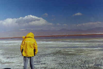 Laguna Colorda: FLAMENCOS