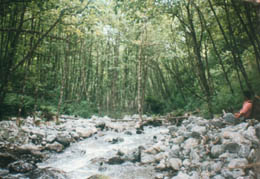 Quebrada profunda con un bosque de Alisos, en verano