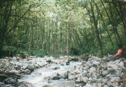 Quebrada profunda con un bosque de Alisos, en verano